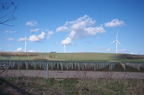 WH Tree Planting Near A14